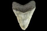 Fossil Megalodon Tooth - North Carolina #124643-2